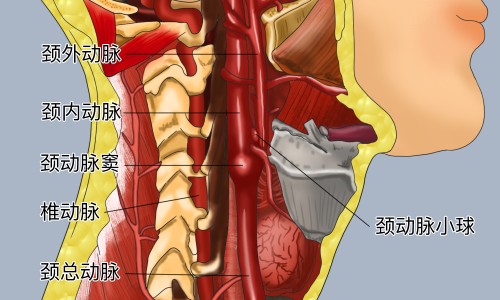 乌肉鸡的功效和作用-乌肉鸡和普通鸡有什么区别和营养网 - 为你提供乌鸡肉与普通鸡肉区别、乌肉鸡和普通鸡有什么区别和营养一样吗